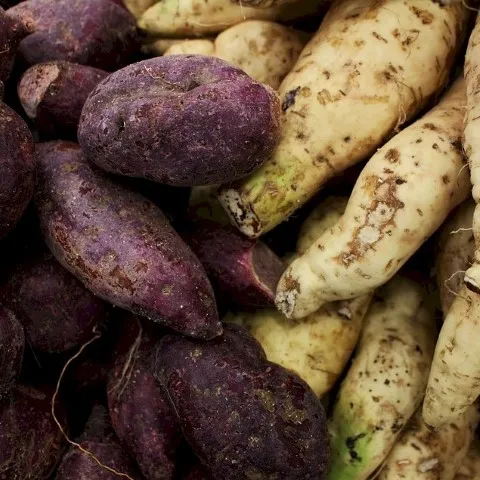 Sweet Potato